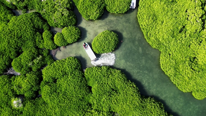 قارب بين أشجار المانغروف في جزيرة فرسان بمدينة جازان، تصوير درون.