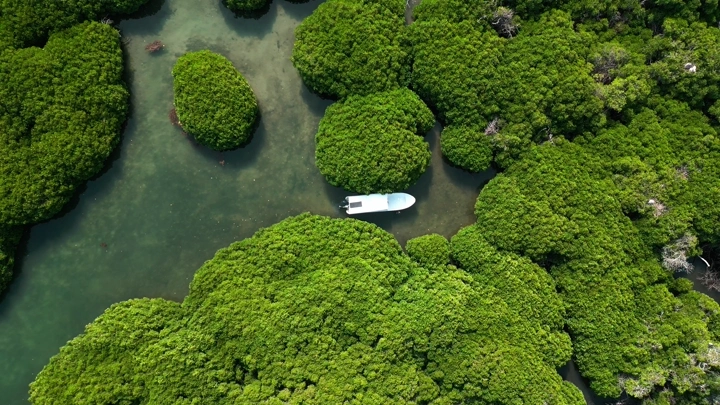 قارب بين أشجار المانغروف في جزيرة فرسان بمدينة جازان، تصوير درون.
