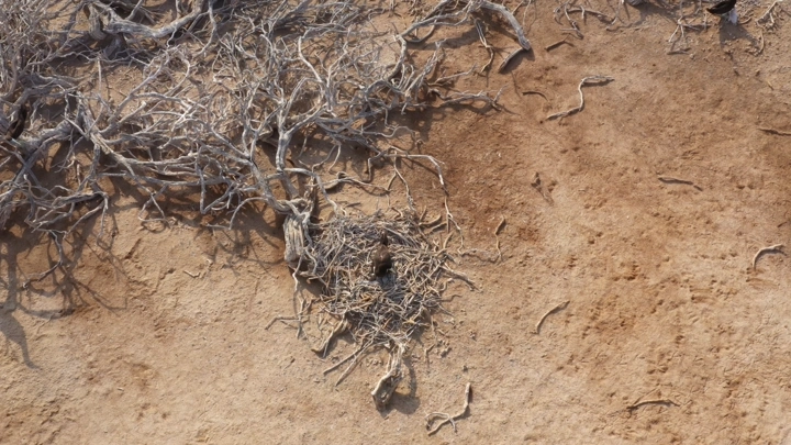 Small dry trees on a beach and birds flying in the sky in the Asir region, aerial shot.