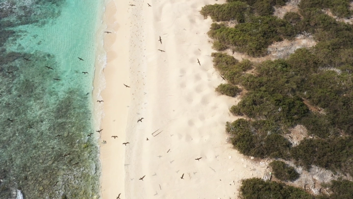 A sandy beach and clear blue waters with birds flying overhead in the Asir region, aerial shot.
