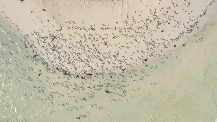 A sandy beach and clear blue waters with birds flying overhead in the Asir region, aerial shot.