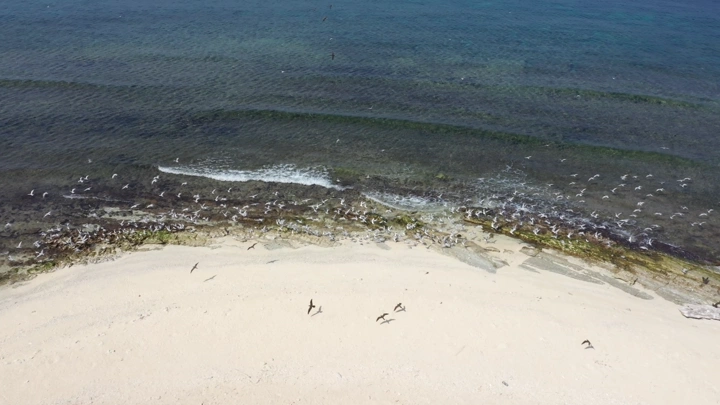 A sandy beach and clear blue waters with birds flying above in the Asir region, aerial shot.
