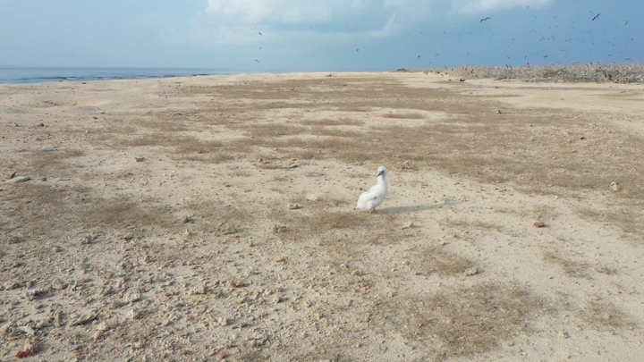 طائر يقف على شاطئ رملي في منطقة عسير، لقطة جوية.