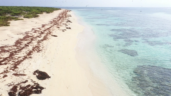 شاطئ رملي تحلق من فوقه الطيور في منطقة عسير، لقطة جوية.