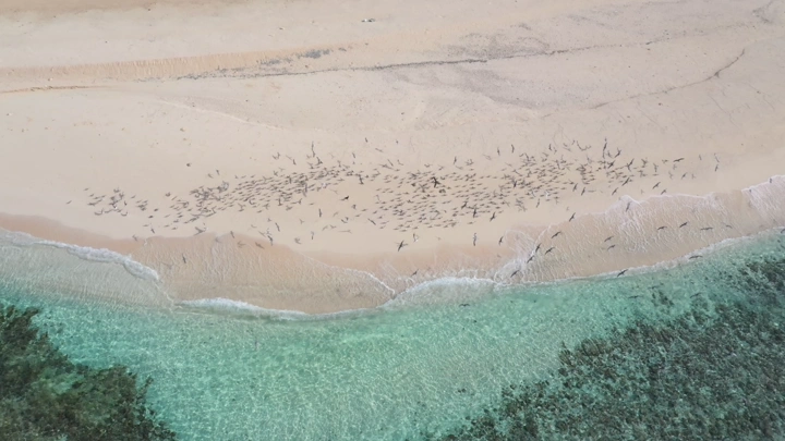 شاطئ رملي مع حركة الأمواج وطيور تحلق فوقه في منطقة عسير، لقطة جوية.