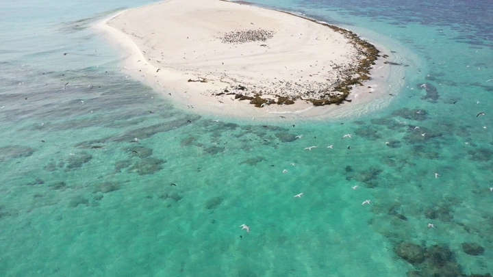 جزيرة صغيرة في البحر الأحمر والطيور تحلق من فوقها في منطقة عسير، لقطة جوية.