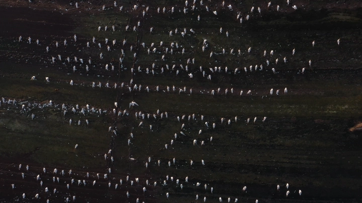 طيور بيضاء تحلق على جزيرة وسط البحر في منطقة عسير، لقطة جوية.