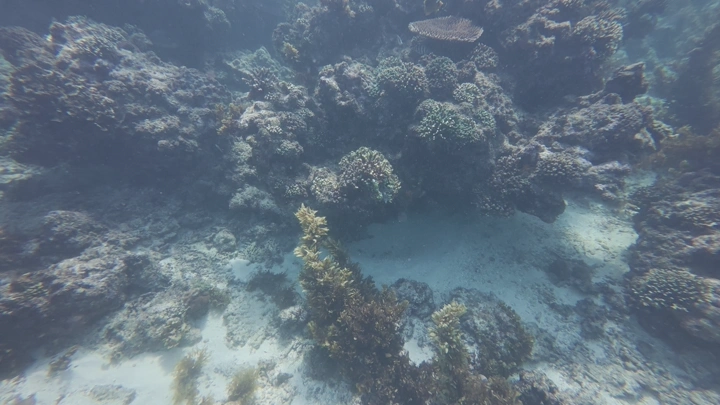 شعاب مرجانية مع حركة الأسماك تحت الماء في البحر الأحمر بمنطقة عسير، لقطة تحت الماء.