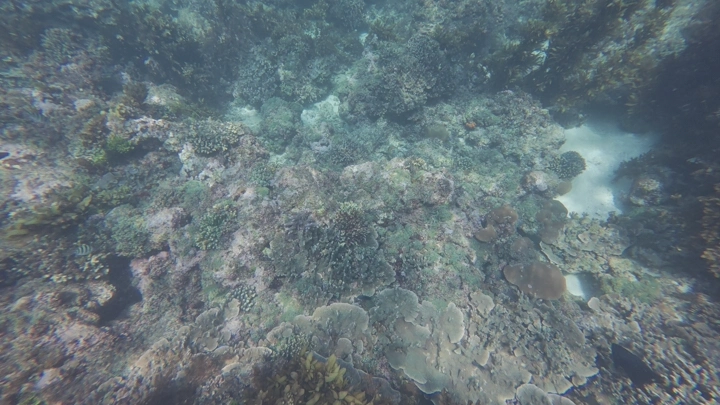 شعاب مرجانية مع حركة الأسماك في تحت البحر الأحمر في منطقة عسير، لقطة تحت الماء.