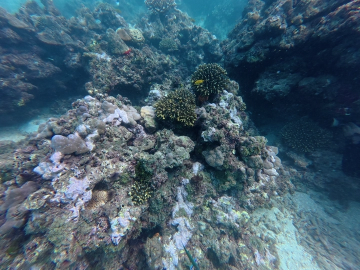 شعاب مرجانية مع حركة الأسماك تحت البحر الأحمر في منطقة عسير، لقطة تحت الماء.