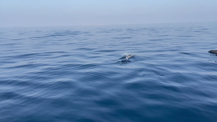 Fish in the Red Sea waters in the Asir region, close-up shot.