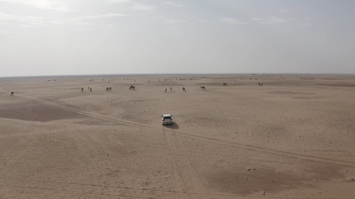 Car driving in desert with camels in the distance, aerial shot.