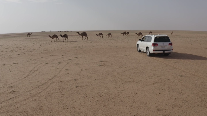 Car and desert with camels in northern Saudi Arabia, aerial shot.