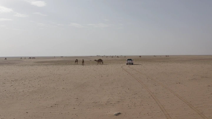 جمال في صحراء شمال المملكة في الربيع، لقطة واسعة.
