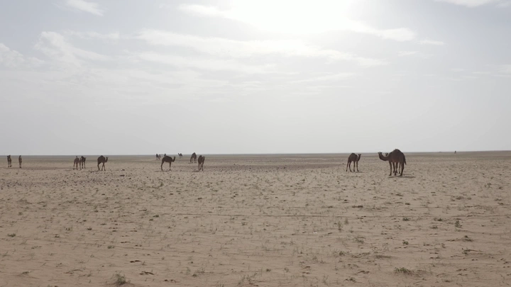 جمال في صحراء شمال المملكة في الربيع، لقطة واسعة.
