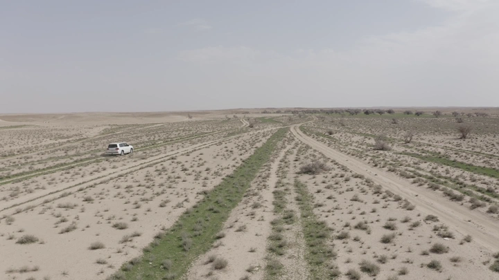 Car in a green desert landscape in northern Saudi Arabia, aerial shot.