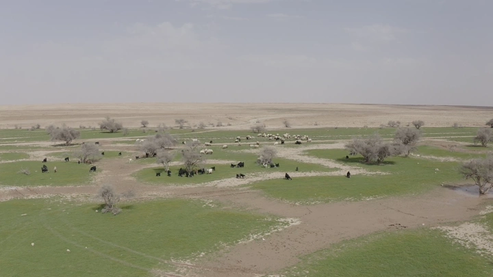 Flock of sheep in spring, northern kingdom, aerial shot.