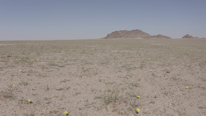 صحراء مع أزهار برية في شمال المملكة، لقطة نهارية.