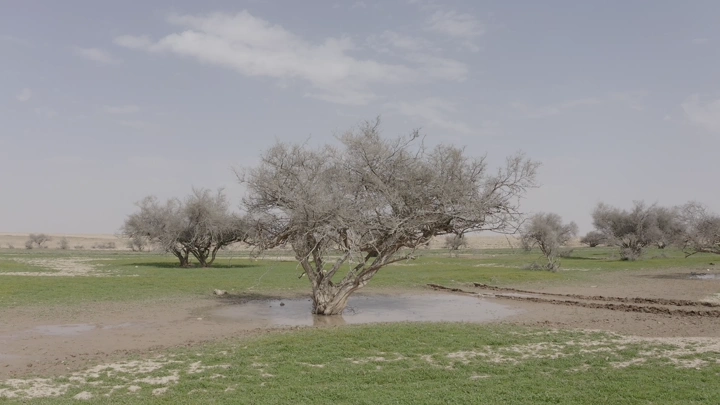 Tree in a green field during spring in northern region, daytime shot.