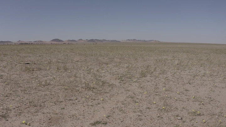 Desert with small plants in northern Saudi Arabia spring, panoramic shot.