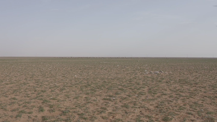 A flock of sheep in a plain in the north of the kingdom in spring, aerial shot.