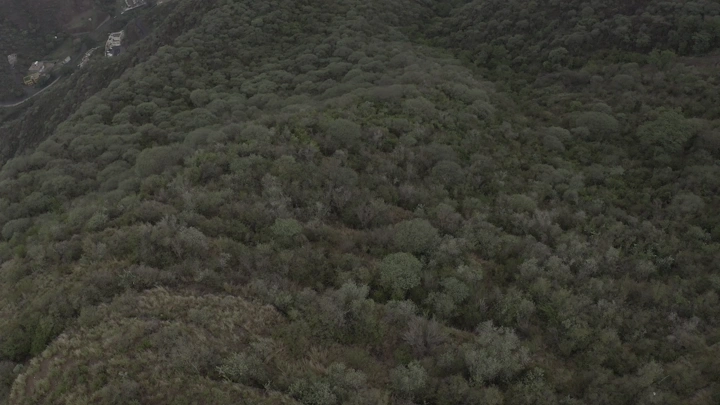 Aerial shot of a dense forest in Rijal Alma with an ancient stone castle in the Asir region, aerial shot.