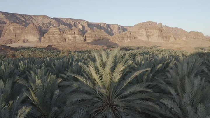 مزارع نخيل أمام جبال العلا في الصباح، لقطة جوية.