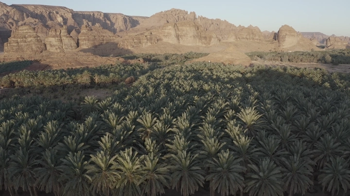 مزارع نخيل في العلا مع جبال في الخلفية، لقطة جوية.