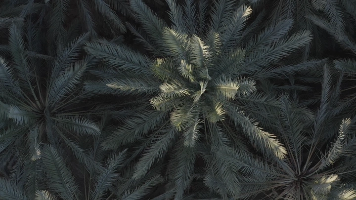 Palm trees from above in AlUla farms, aerial shot.