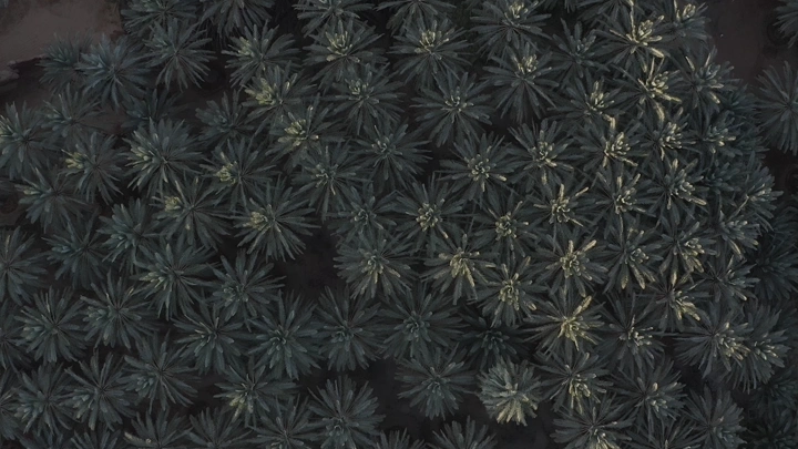 Palm trees from above in a farm, aerial shot.