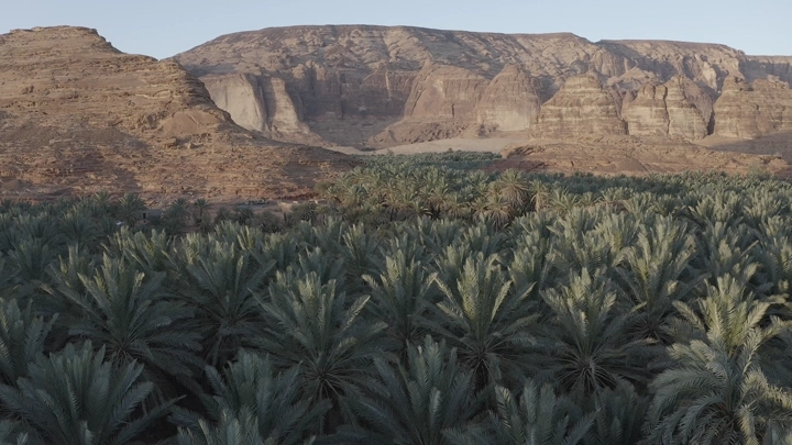 مزارع نخيل أمام جبال العلا، لقطة جوية.
