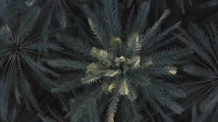 Palm trees from above during the day, aerial shot.