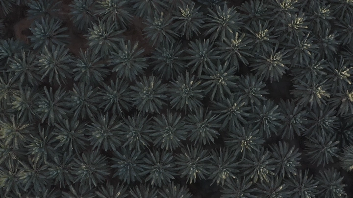 Palm trees from above in a farm, aerial shot.