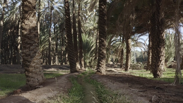 أشجار نخيل في بستان مشمس، لقطة أرضية.