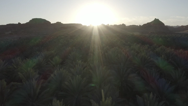 مزارع نخيل في العلا عند شروق الشمس، لقطة جوية.