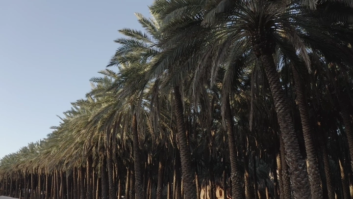 صف من أشجار النخيل في مزرعة، لقطة أرضية.