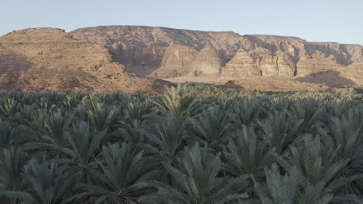 مزارع نخيل أمام جبال العلا، لقطة جوية.