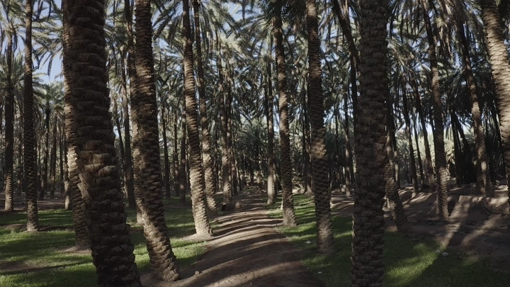 Dense palm tree forest in daylight, ground shot.