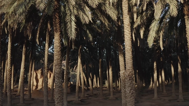 غابة من أشجار النخيل في ضوء الشمس، لقطة أرضية.