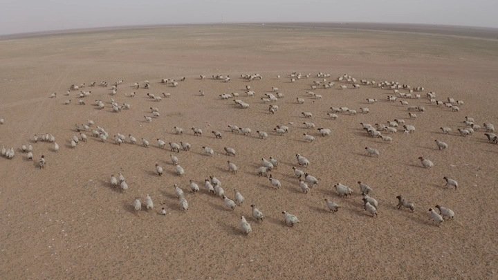 Flock of sheep in northern Saudi Arabia during spring, aerial shot.