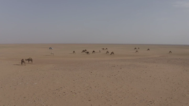 جمال في صحراء شمال المملكة خلال الربيع، لقطة جوية.