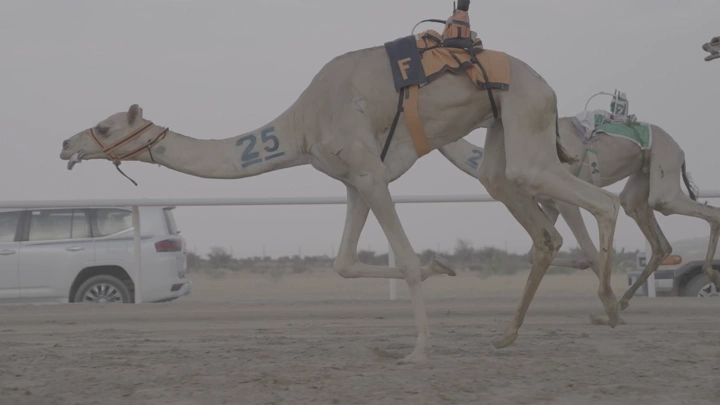 سباق جمال في الصحراء، لقطة جانبية.