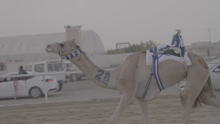جمل في سباق على مضمار رملي، لقطة جانبية.