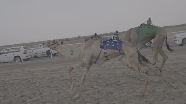 Camel race in the desert, side shot.