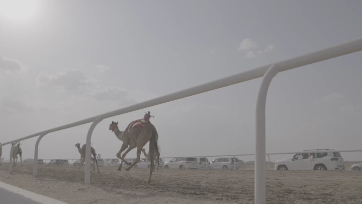 Camel race in the desert during the day, side shot.