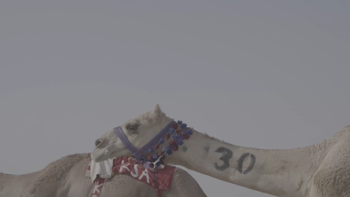 جملان في سباق الهجن في الصحراء، لقطة جانبية.