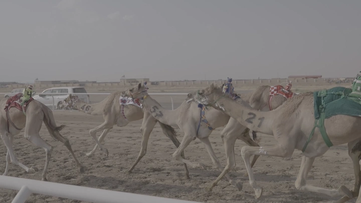 Camel race in the desert, side shot.