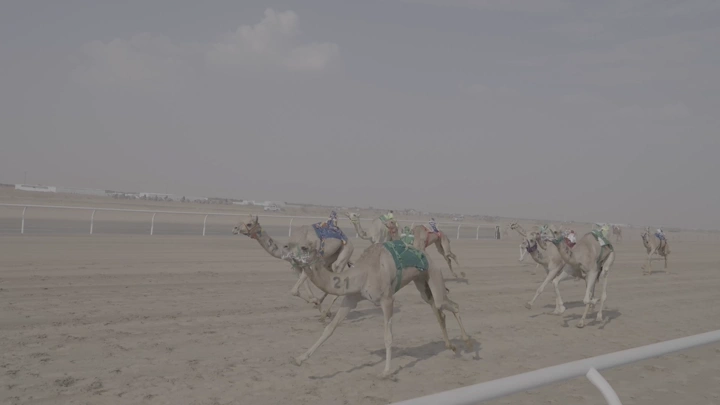 Camel race in the desert during the day, panoramic shot.
