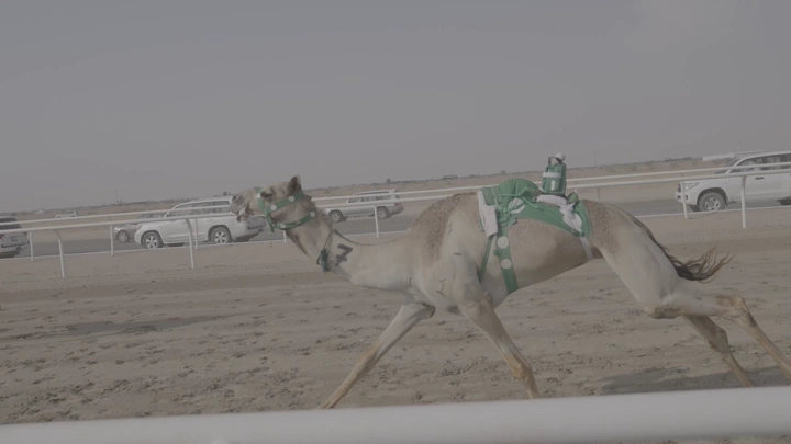 سباق جمل في الصحراء، لقطة جانبية.