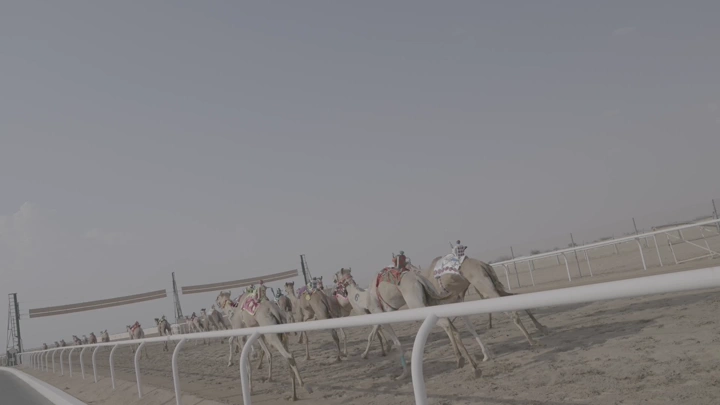 Camel race in the desert, ground shot.
